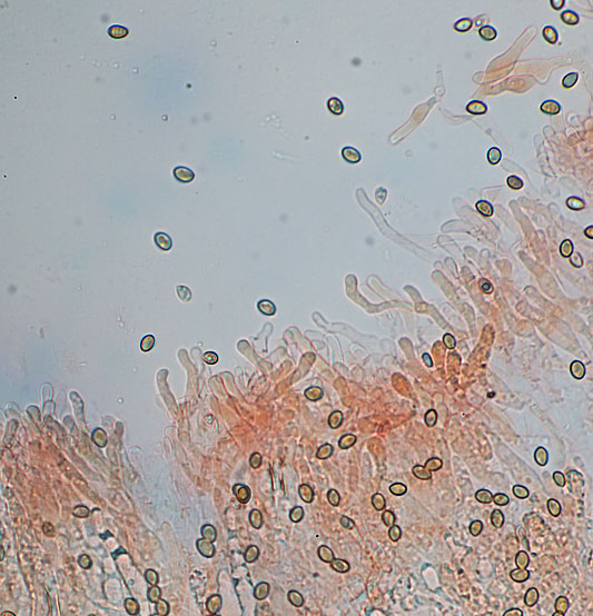 Simocybe haustellaris